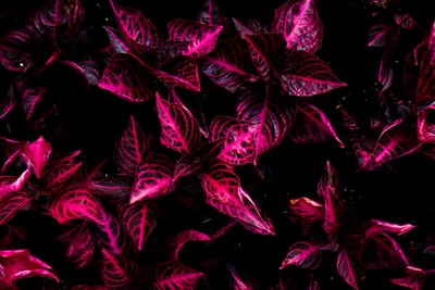 顶视图的粉红色锦紫苏植物
